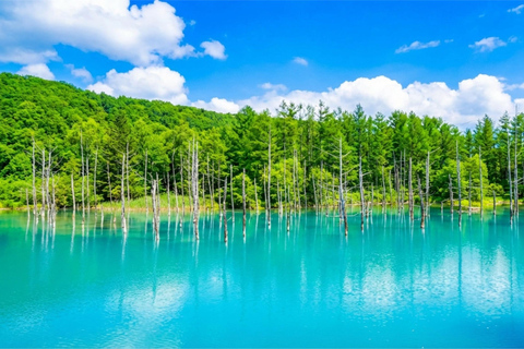 Summer Hokkaido: Furano lavender, Blue Pond,Shikisai-no-Oka 7:50 am meet at Odori Park subway station exit 31