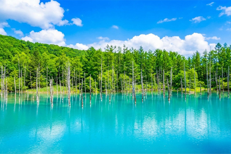 Summer Hokkaido: Furano lavender, Blue Pond,Shikisai-no-Oka 7:50 am meet at Odori Park subway station exit 31