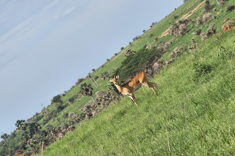 坎帕拉：穆西西瀑布Safari之旅，含尼罗河游船及犀牛观赏坎帕拉：穆希逊瀑布Safari之旅，含尼罗河游轮及犀牛观赏