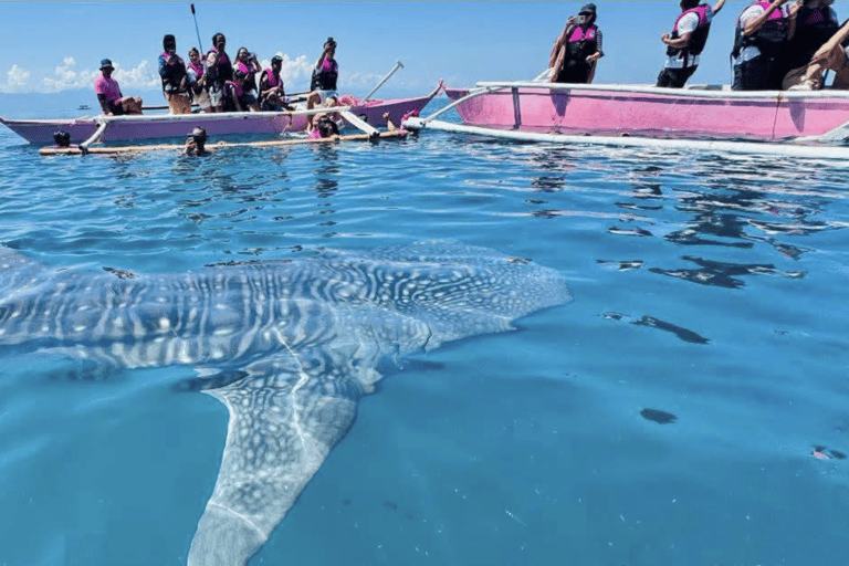 Boracay Whale Shark Watching, ATV, and Zipline with Transfer
