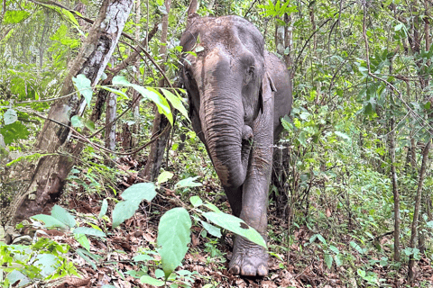 Chiang Mai: Santuario etico degli elefanti e escursione a Doi InthanonChiang Mai: Santuario etico degli elefanti e escursioni a Doi Inthanon