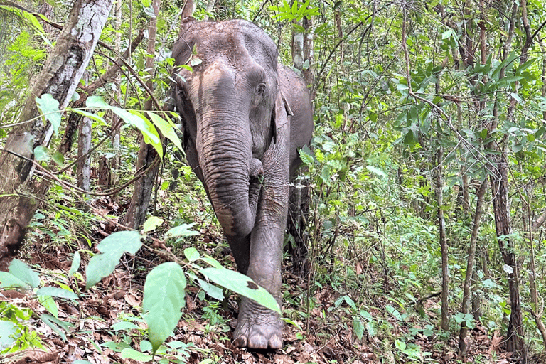 Chiang Mai: Santuario etico degli elefanti e escursione a Doi InthanonChiang Mai: Santuario etico degli elefanti e escursioni a Doi Inthanon