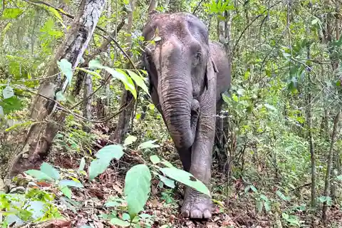 Chiang Mai: Ethical Elephant Sanctuary & Doi Inthanon Hiking