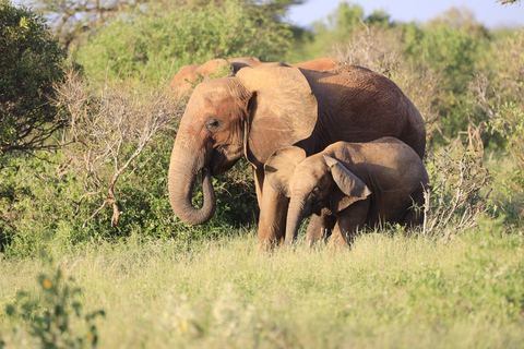 Refúgio dos Elefantes; O David Sheldrick Wildlife Trust