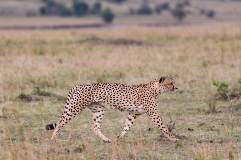 5 jours de safari à Tsavo Est, Ouest et Amboseli au départ de MombasaSafari en 4x4 Landcruiser