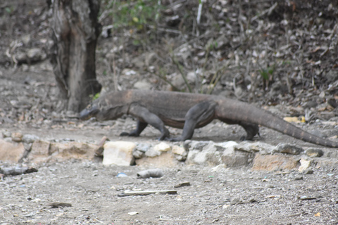 Delningsresa Komodo 3 dagar/2 nätter