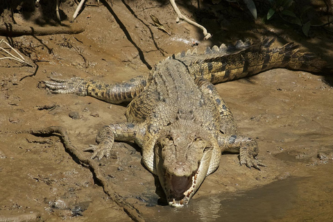 Daintree regenwoud: Riviercruise &amp; Regenwoudwandeling