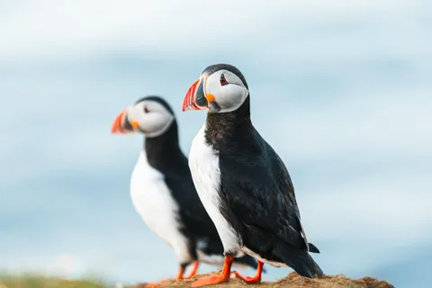 Húsavík: Whale-Watching Cruise and Puffins Guided Tour