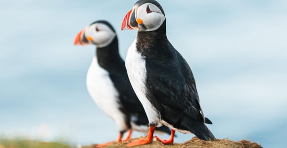 Húsavík: Whale-Watching Cruise and Puffins Guided Tour