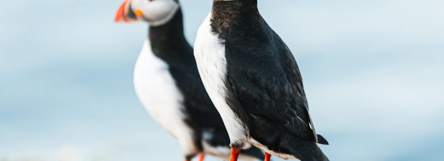 Húsavík : Croisière d'observation des baleines et visite guidée des macareux