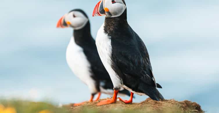 Húsavík: Whale-Watching Cruise and Puffins Guided Tour
