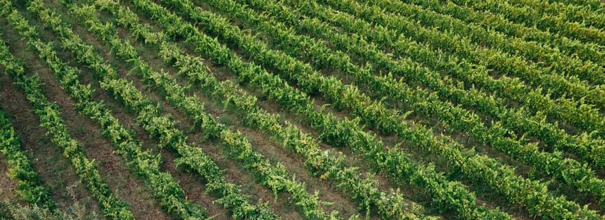 Parga : dégustation de vin privée et visite culinaire d'Acheron