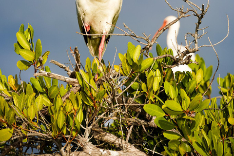 Sea Kayak Tour - Mangrove Safari