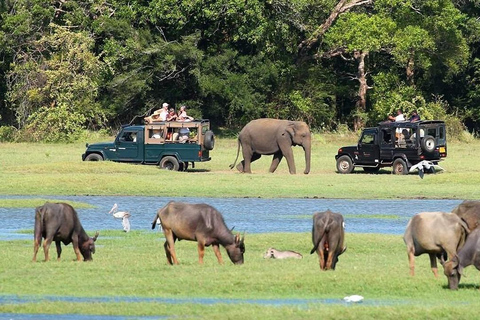 Sigiriya to Pasikudah Private Transfer via Minneriya Safari