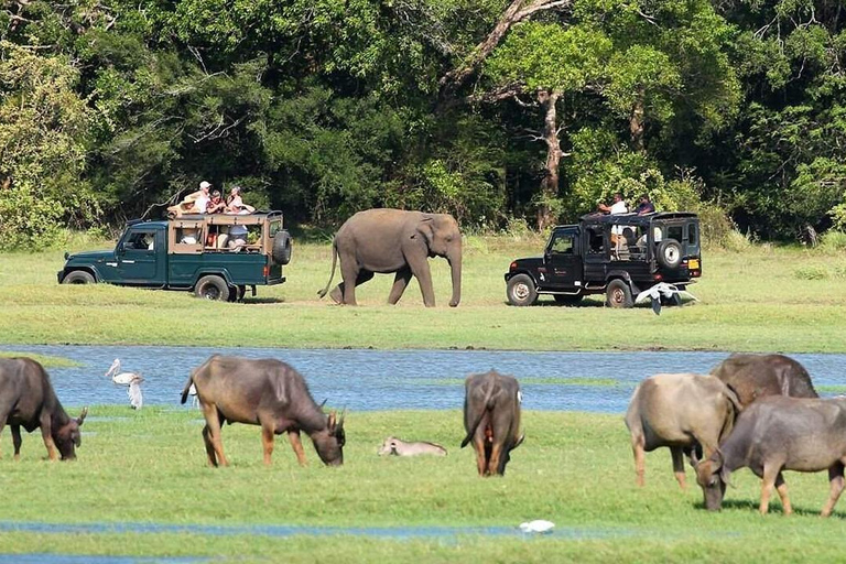 Sigiriya to Pasikudah Private Transfer via Minneriya Safari