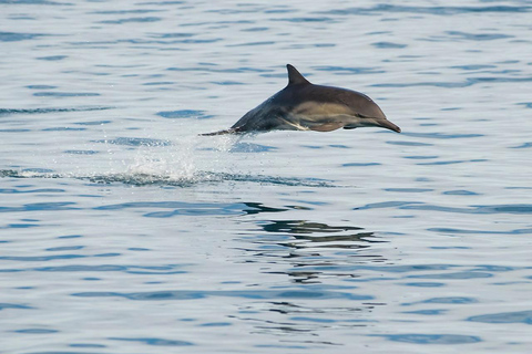 San Pedro: West Harbor LA Dolphin & Whale Watching Cruise