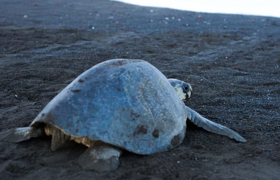 Tortuguero Turtle Nesting Night Tour GetYourGuide