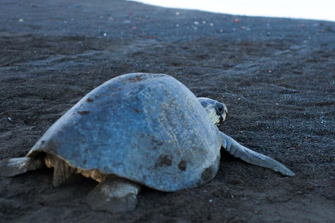 Tortuguero: Tour serale della nidificazione delle tartarughe