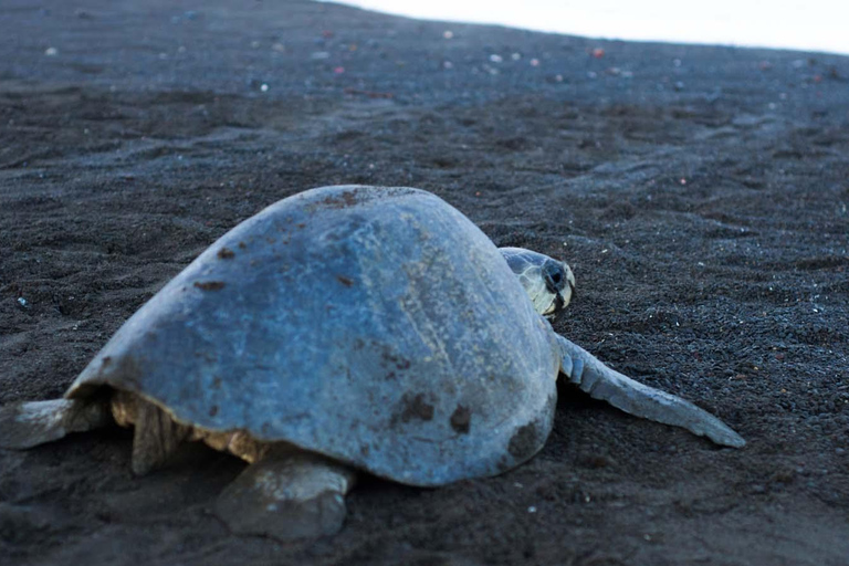 Tortuguero: Tour serale della nidificazione delle tartarughe