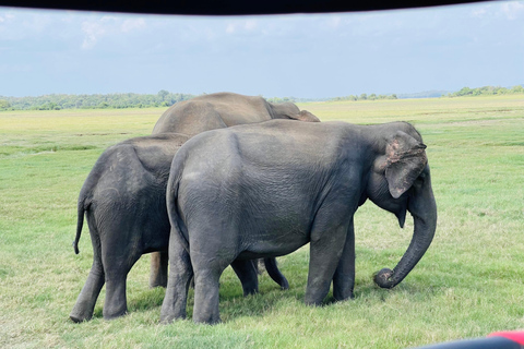 Wild Elephant Safari Tour Minneriya, Kaudulla & Hurulu ECO Start from Dambulla