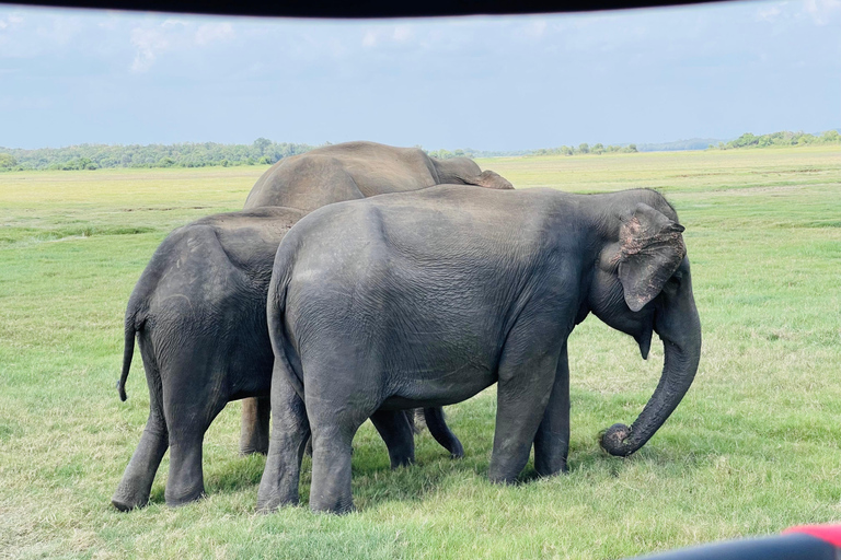 Wild Elephant Safari Tour Minneriya, Kaudulla & Hurulu ECO Start from Dambulla