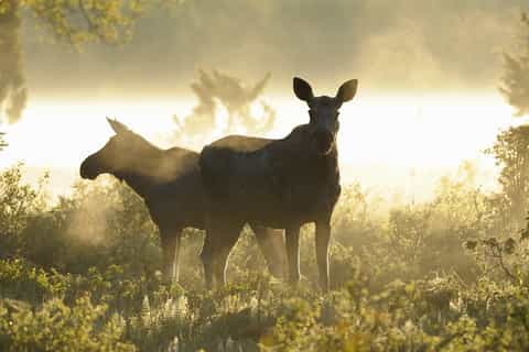 From Stockholm: Wildlife Safari with Campfire Dinner