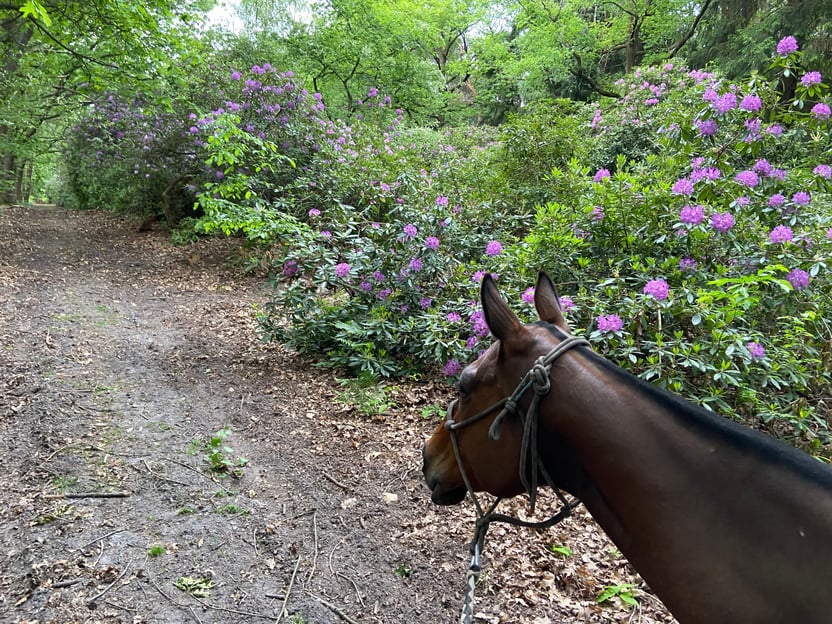 Paris : balade à cheval entre Senlis et Chantilly