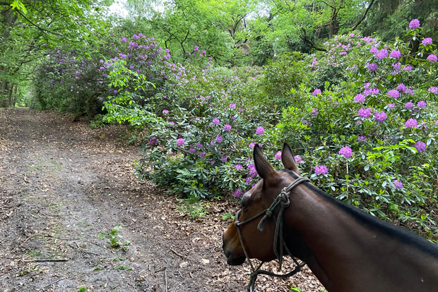 Parigi: tour a cavallo tra Senlis e Chantilly