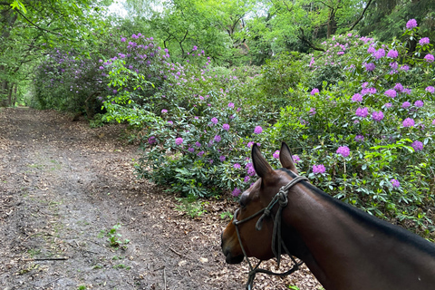 巴黎：奥蒙-昂-哈拉特骑马之旅巴黎：奥蒙-昂-哈拉特骑马游览