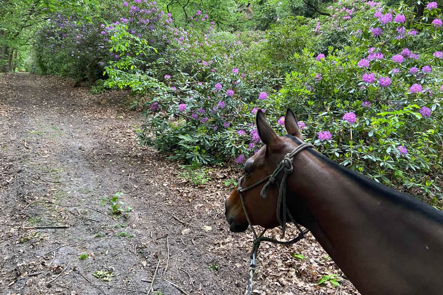 Parigi: Tour a Cavallo ad Aumont-en-Halatte