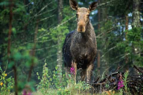 Från Stockholm: Vildmarkssafari med middag vid lägerelden