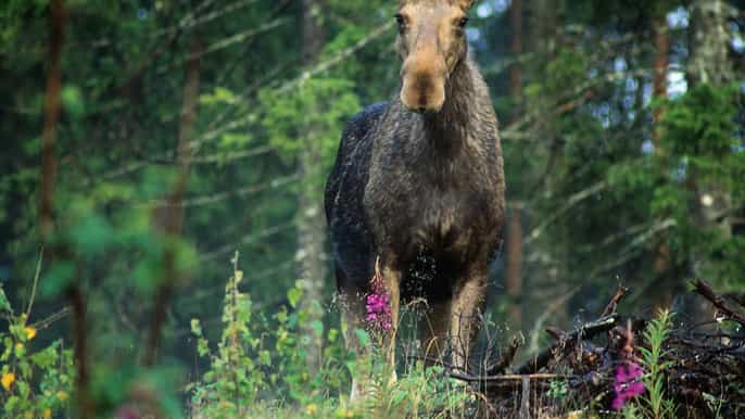 stoccolma safari nella natura con cena intorno al falò