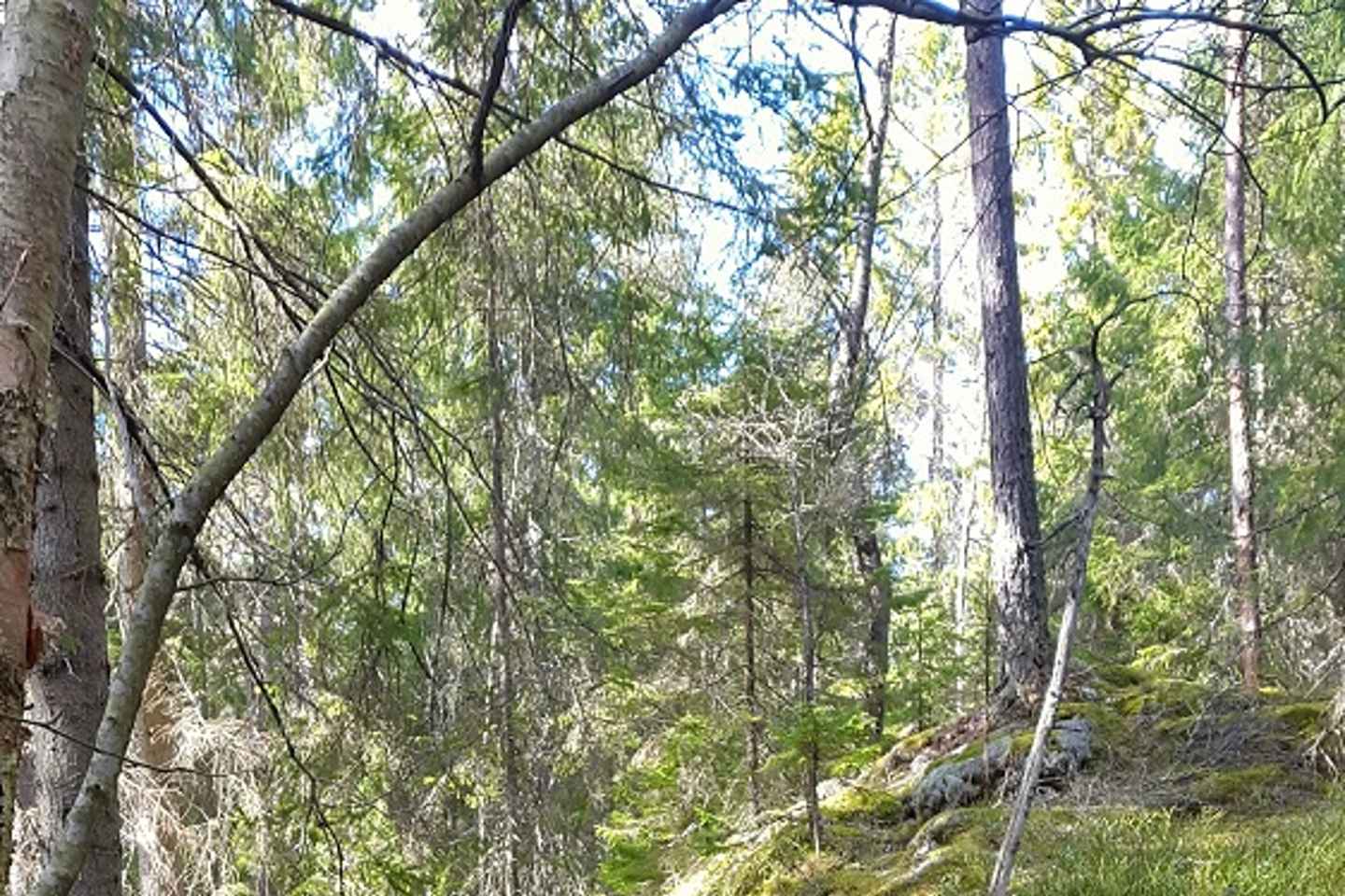 Nature Hike from Stockholm