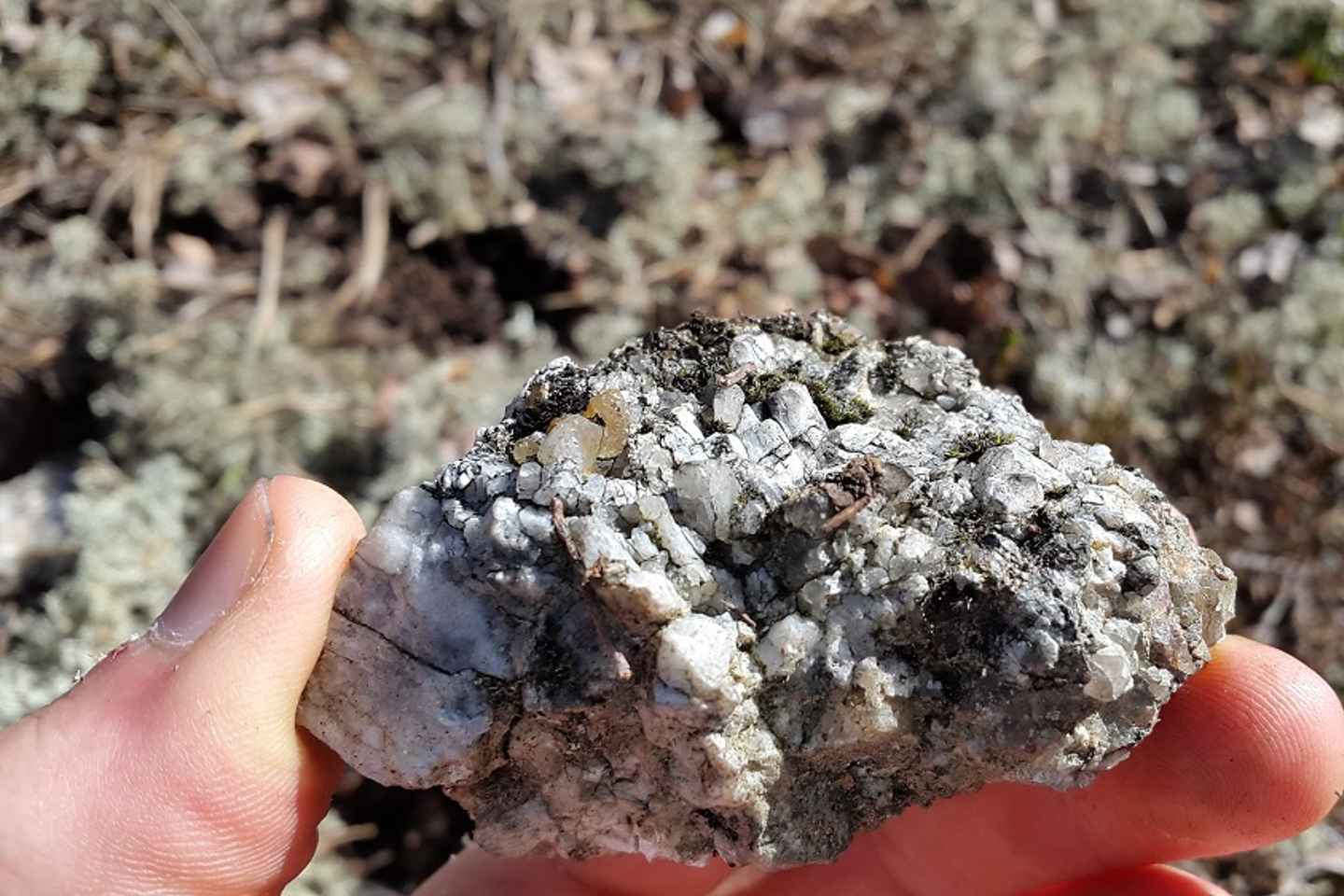 Geführte Naturwanderung ab Stockholm mit Mittagessen und Bademöglichkeit