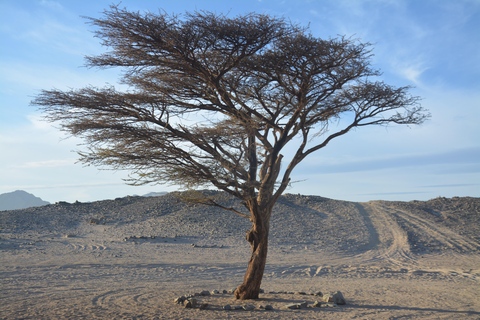 Hurghada: Super Safari Adventure with ATV, Camel Ride & BBQ Hurghada: 7-Hour Super Safari Desert Adventure