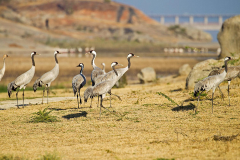 Jodhpur: Day Trip to Jawai Leopard Safari and RanakpurTour for 4-6 Travellers