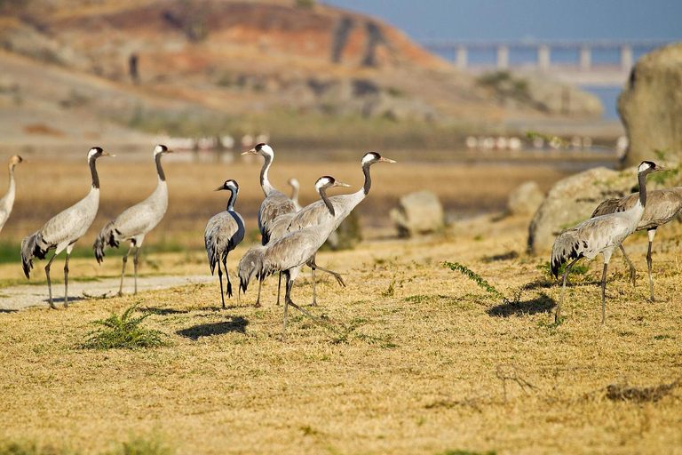 Jodhpur: Day Trip to Jawai Leopard Safari and Ranakpur Tour for 4-6 Travellers