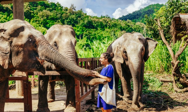 Visit Bangkok Pattaya Elephant Sanctuary & Sanctuary of Truth in Pattaya, Thailand