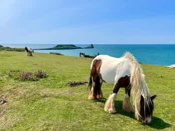 Cardiff : Excursion d'une journée dans les falaises et baies de la péninsule de Gower