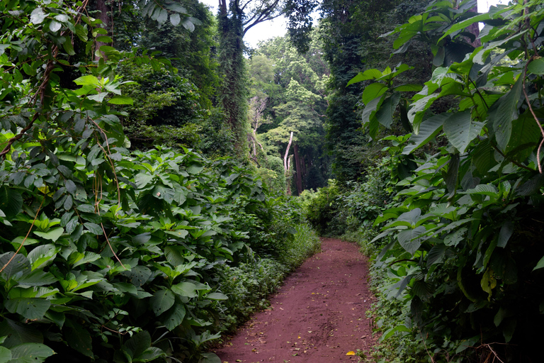 Moshi: Rau-Wald (Wanderung oder Radtour)Wandern im Rau-Wald