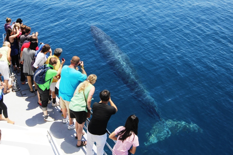 Auckland : Croisière d'observation des baleines et des dauphins d'une demi-journée (Eco Cruise)13:30 Croisière d'observation des baleines et des dauphins