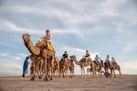 Desert and Mountain Exploration met Camel Riding plus thee - Hizvo