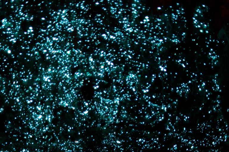 Auckland : Waitomo Glowworms & Te Puia Rotorua with Lunch