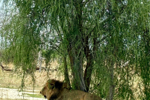 Victoria Falls: Zambezi National Park Safari Transfer