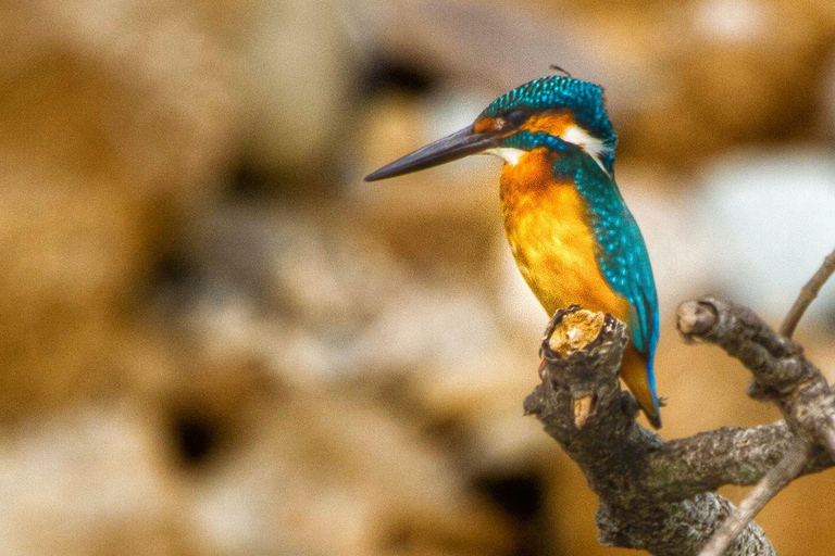 Bangalore to Jim Corbett: 2-Day Safari Adventure via Delhi All-Inclusive tour