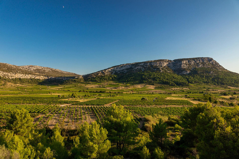 vingrau : degustação de vinhos