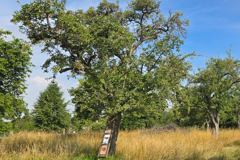 Boppard: geführte Wanderung auf der Traumschleife "Hasenkammer"