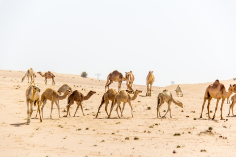 Dubai: buggysafari duinen met ophaal- en terugbrengserviceDunebuggy-safari: 2 personen per buggy zonder BBQ