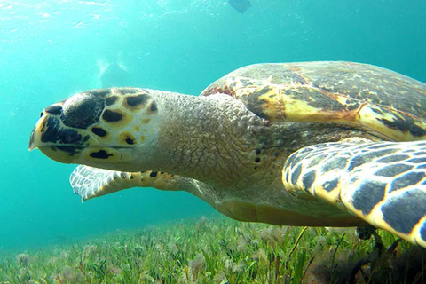 Cancun: Djungel Speedboat &amp; Snorkling Äventyr