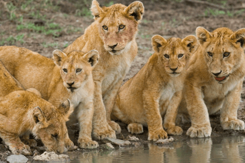 Zanzíbar: safari de 3 días en el Serengueti con comidas
